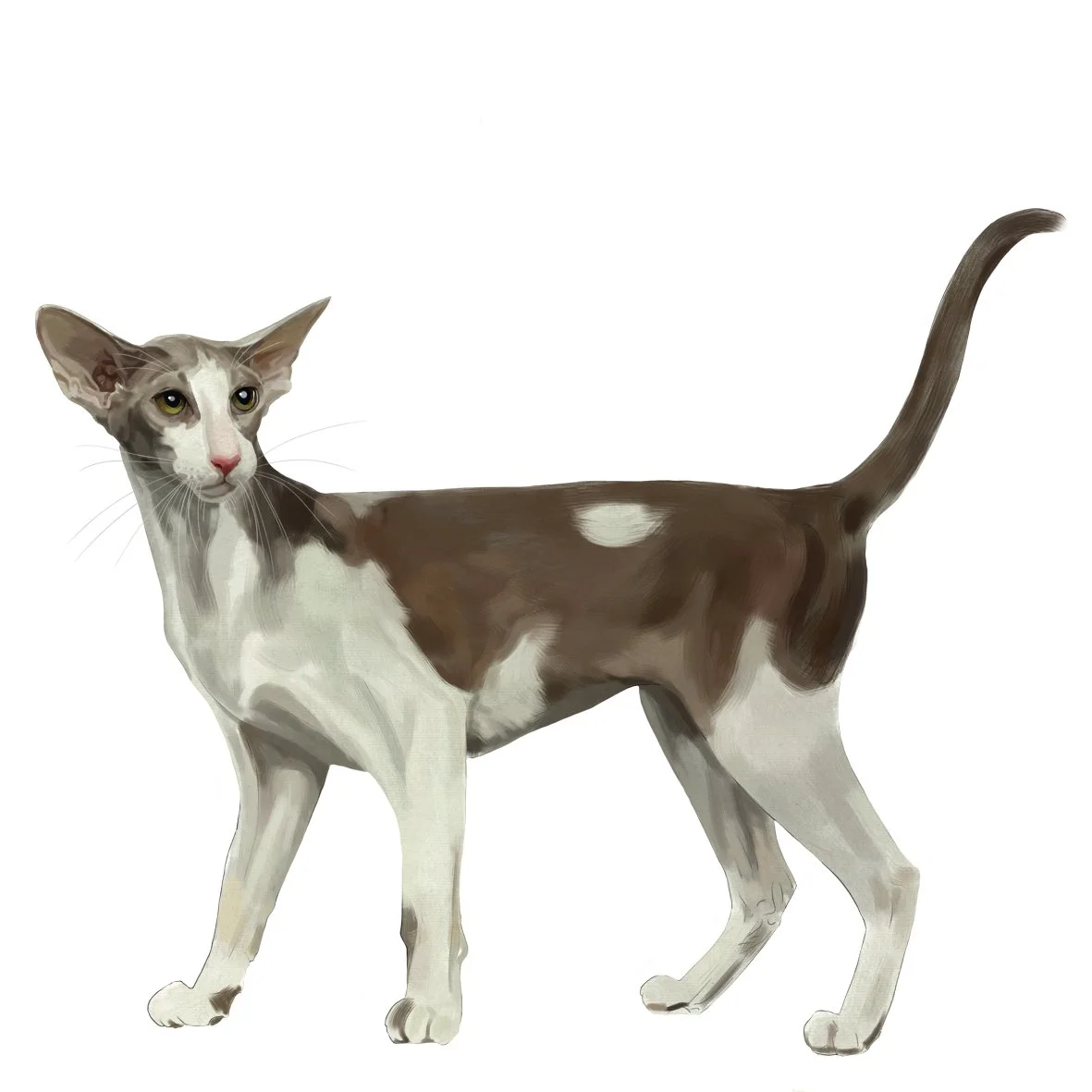 32_Oriental_shorthair.jpg