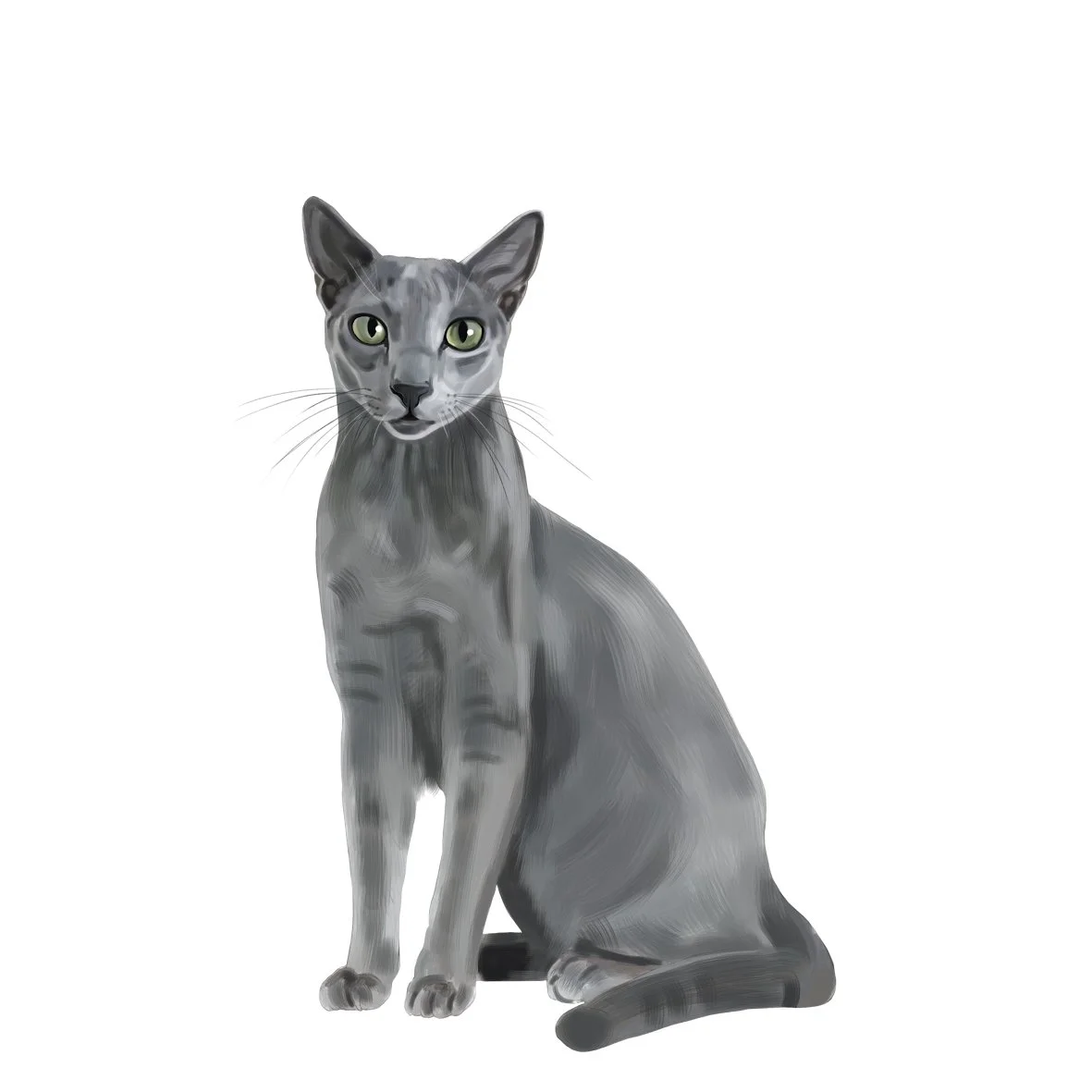 37_Russian_blue.jpg