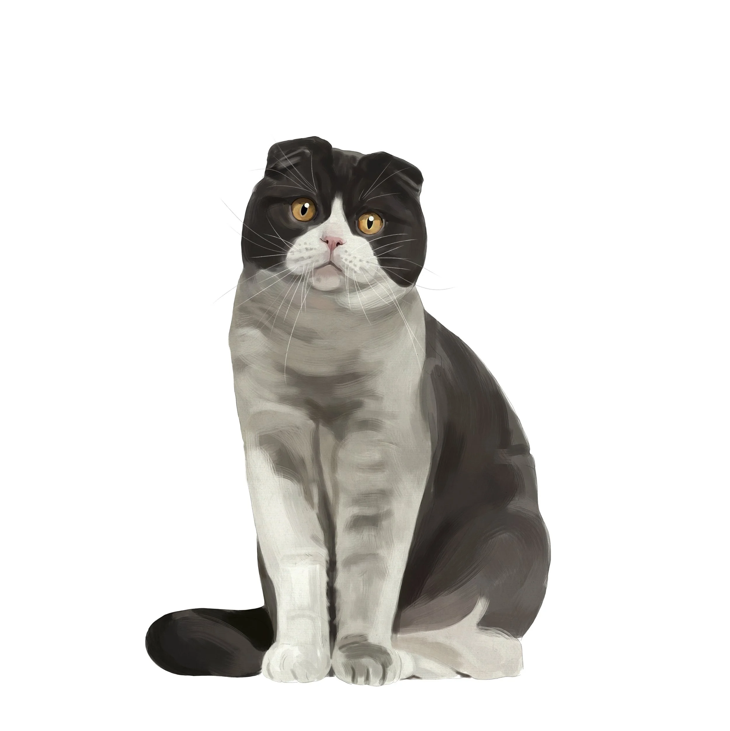 38_Scottish_fold.jpg