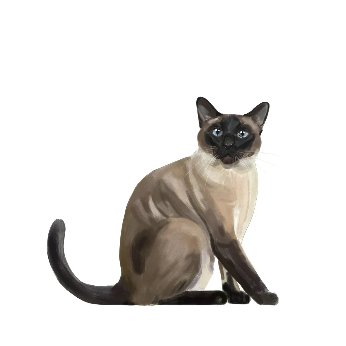 40_Siamese.jpg