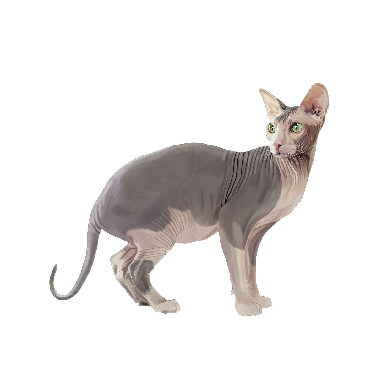 45_Sphynx.jpg