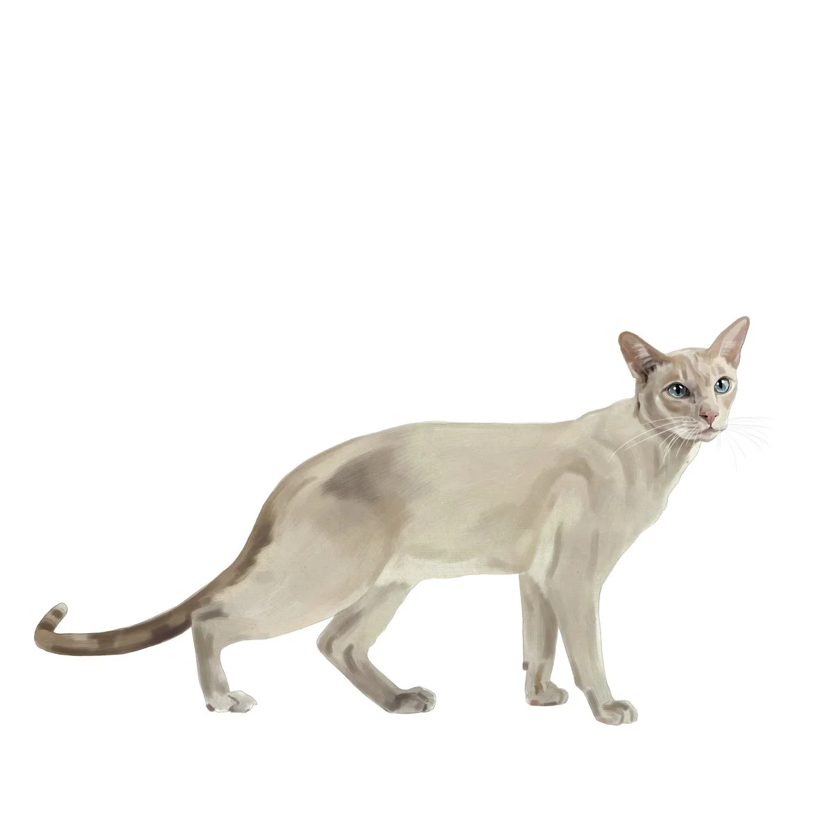 46_Tonkinese.jpg