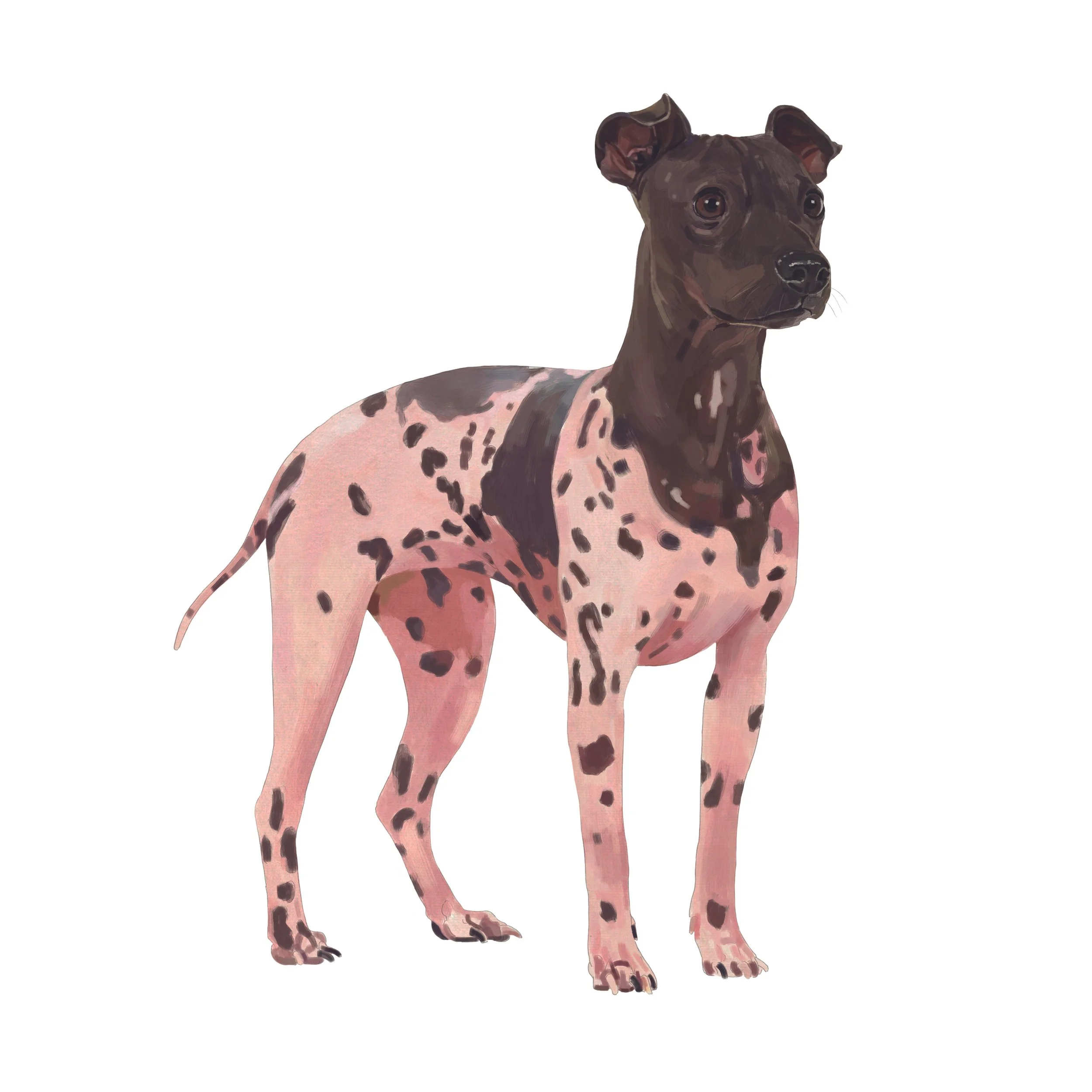 02-American_hairless_terrier_FA.jpg