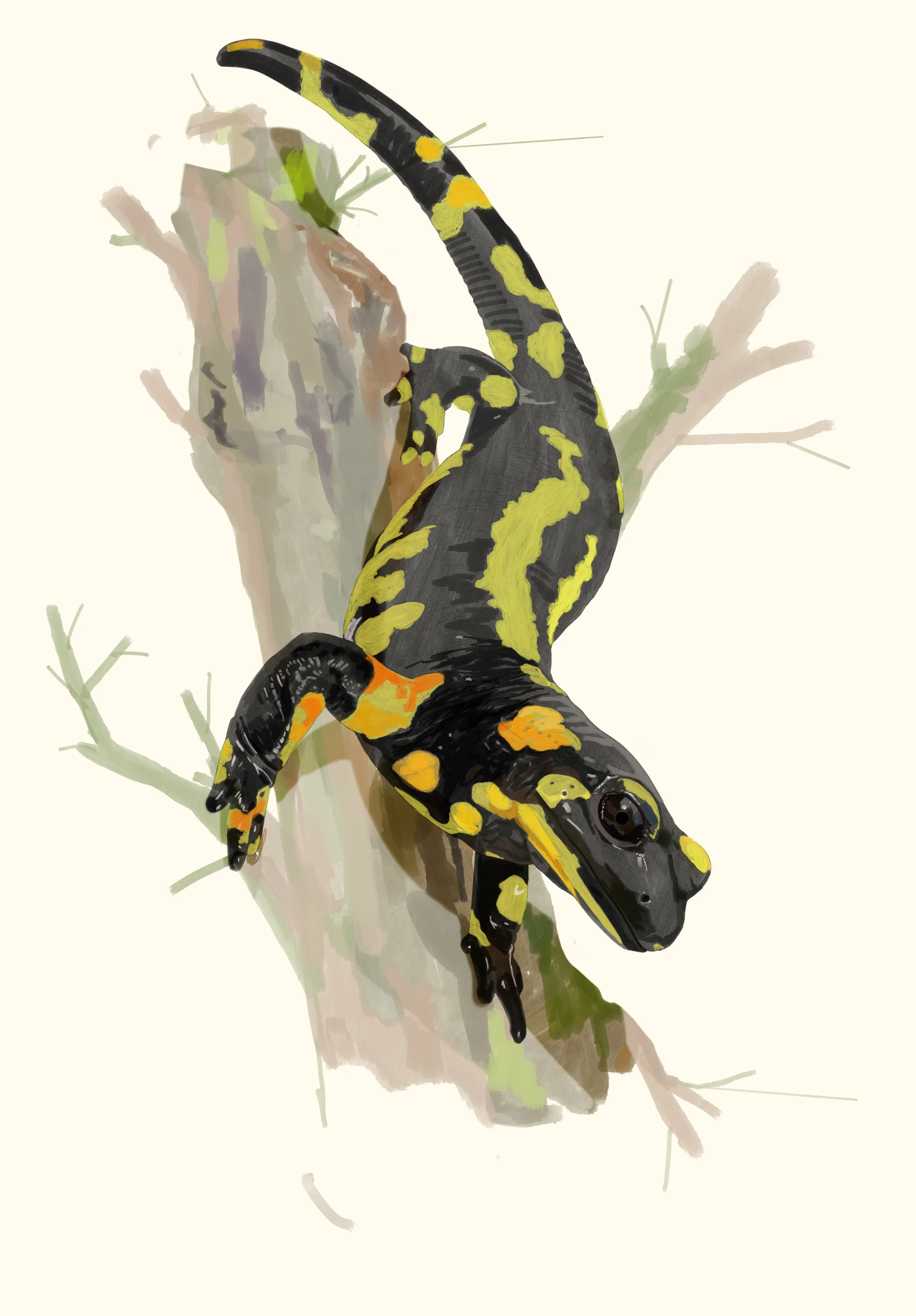  salamandra común (salamandra salamandra) en tronco 