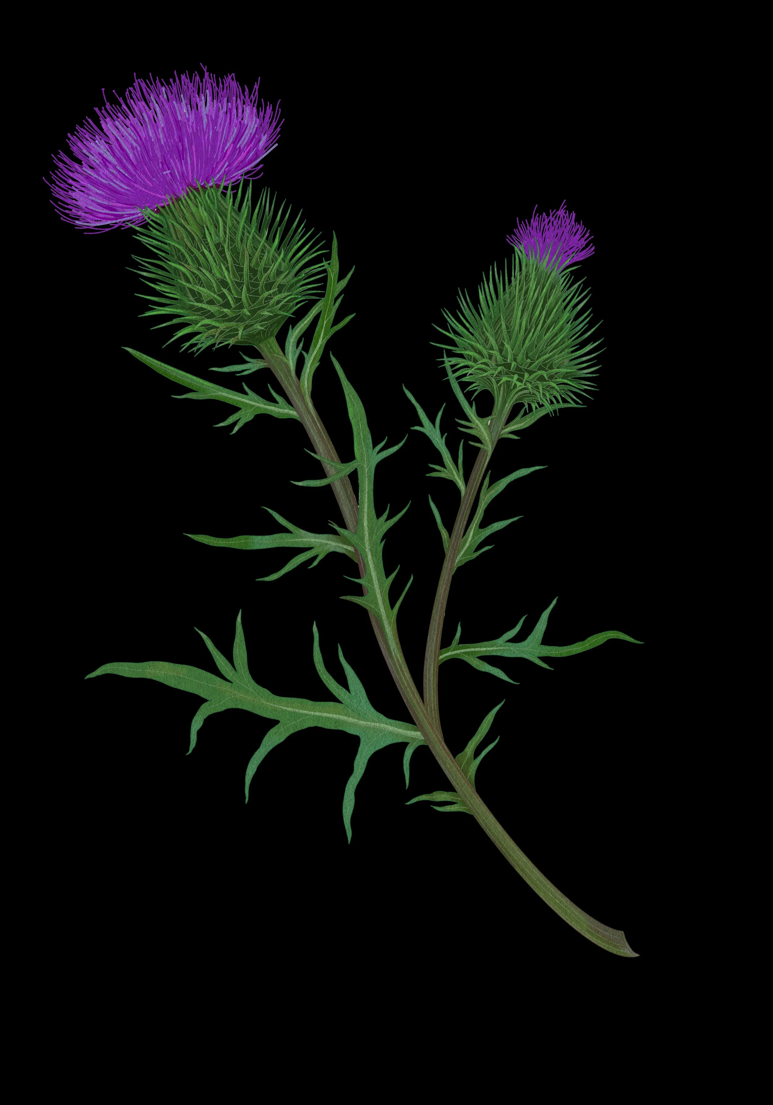 Cardo_FA_capas.jpg