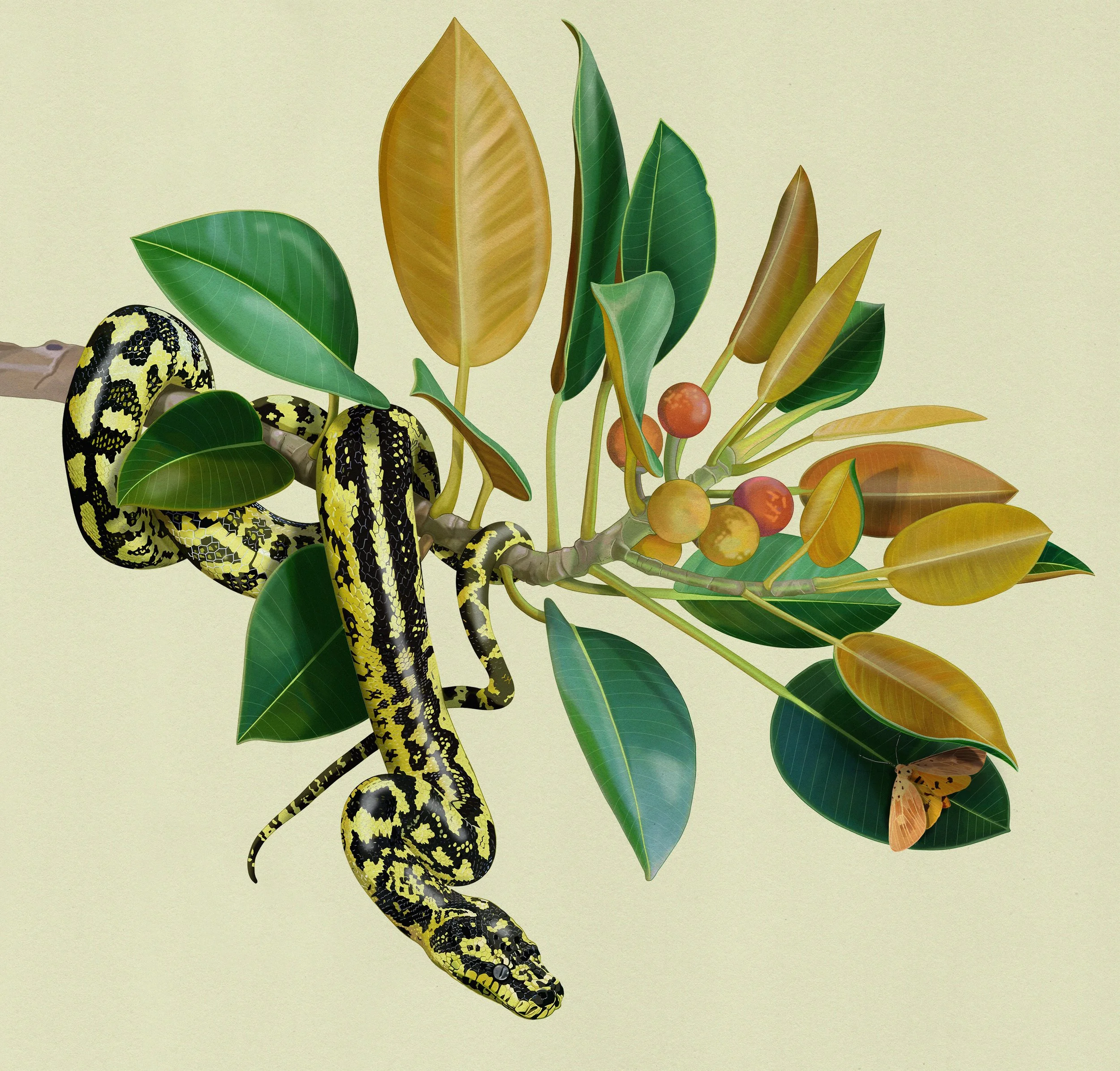 mz_native_Australian_flora_fauna_01.jpg