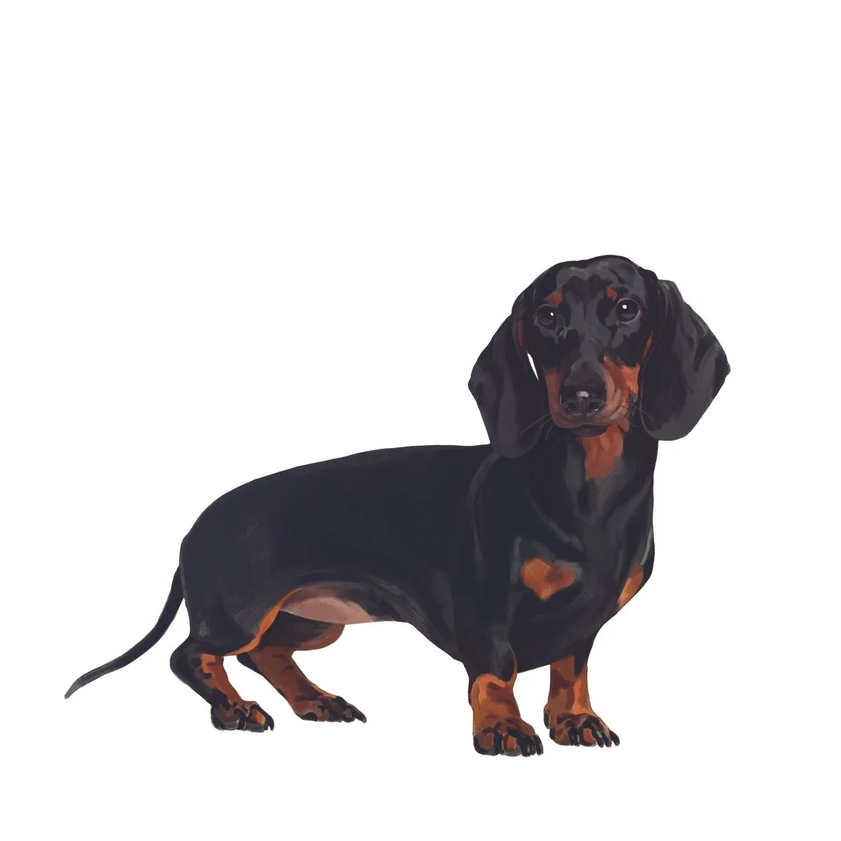 20_Dachshund.jpg