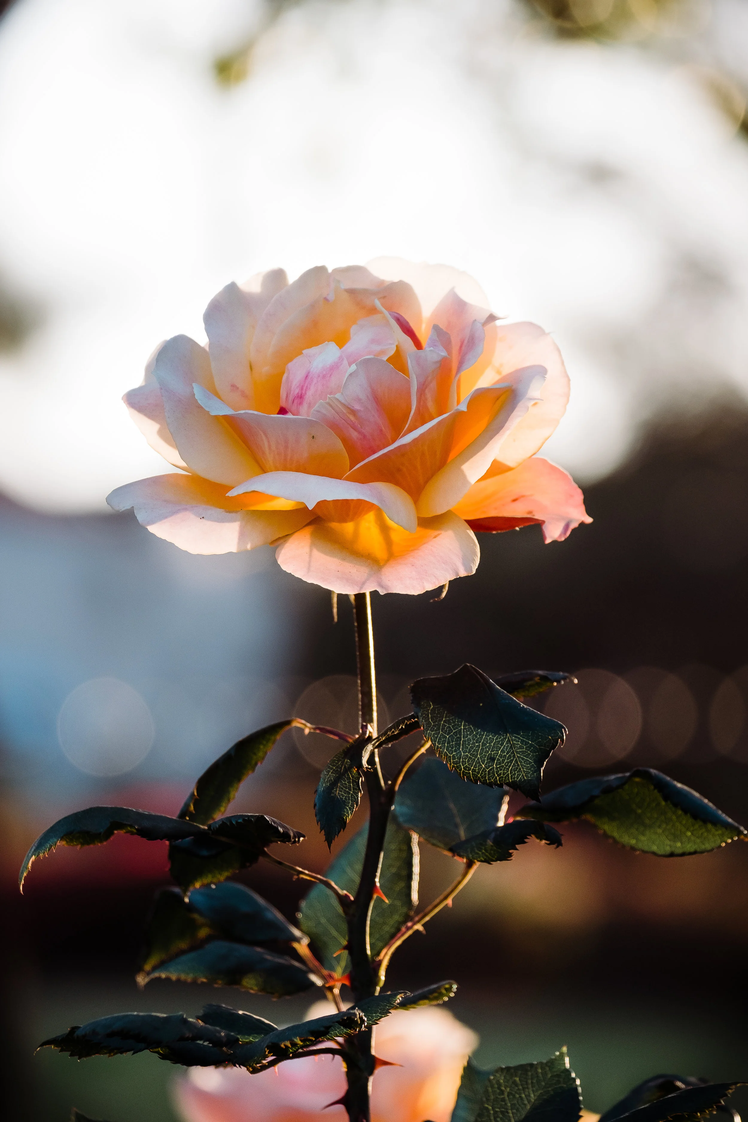 DSCF6863.jpg