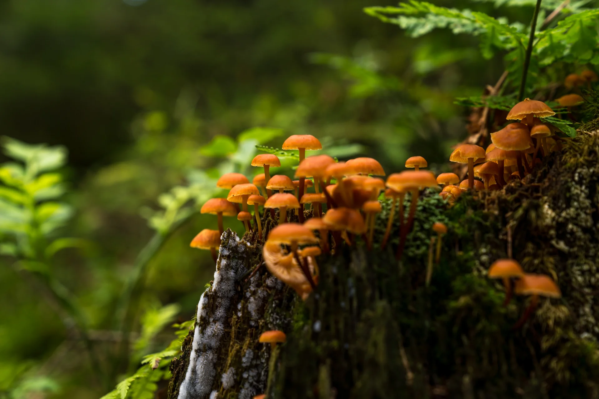 nature-small-2.jpg