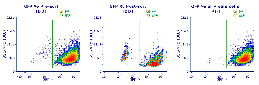 In this example the post-sort purity check showed a GFP+ fraction that appeared to be lower than the pre-sort expression. By adding a viability dye we were able to determine that the GFP- fraction were cells that had died during the sort process, and in fact the post-sort purity of viable cells was 99.4%.