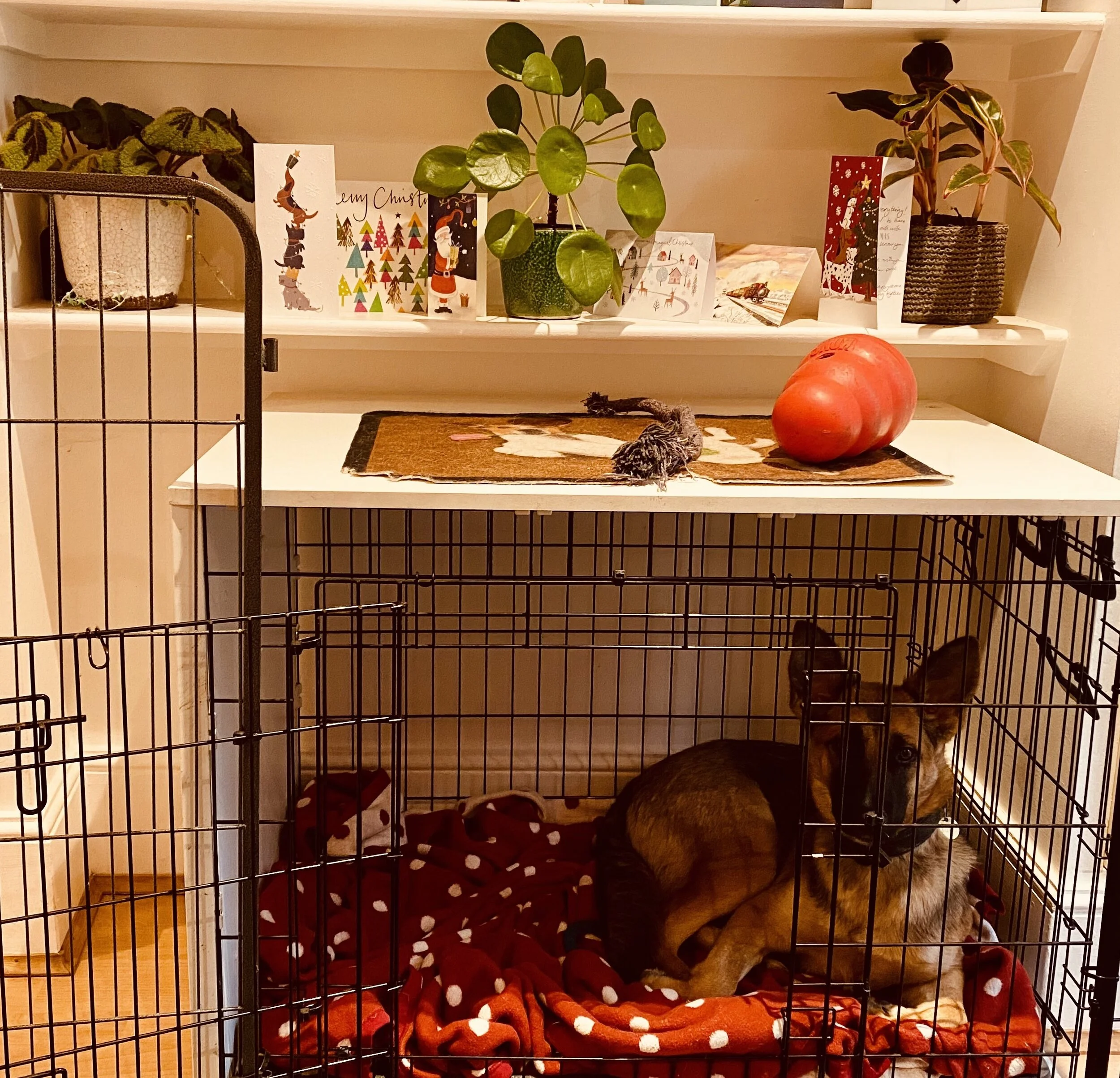 Dog Trainer How Do I Crate Train A Puppy Crate Training Pug Dog