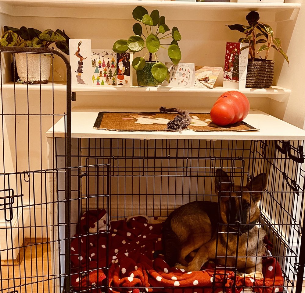 How Do I Quiet My Puppy In A Crate