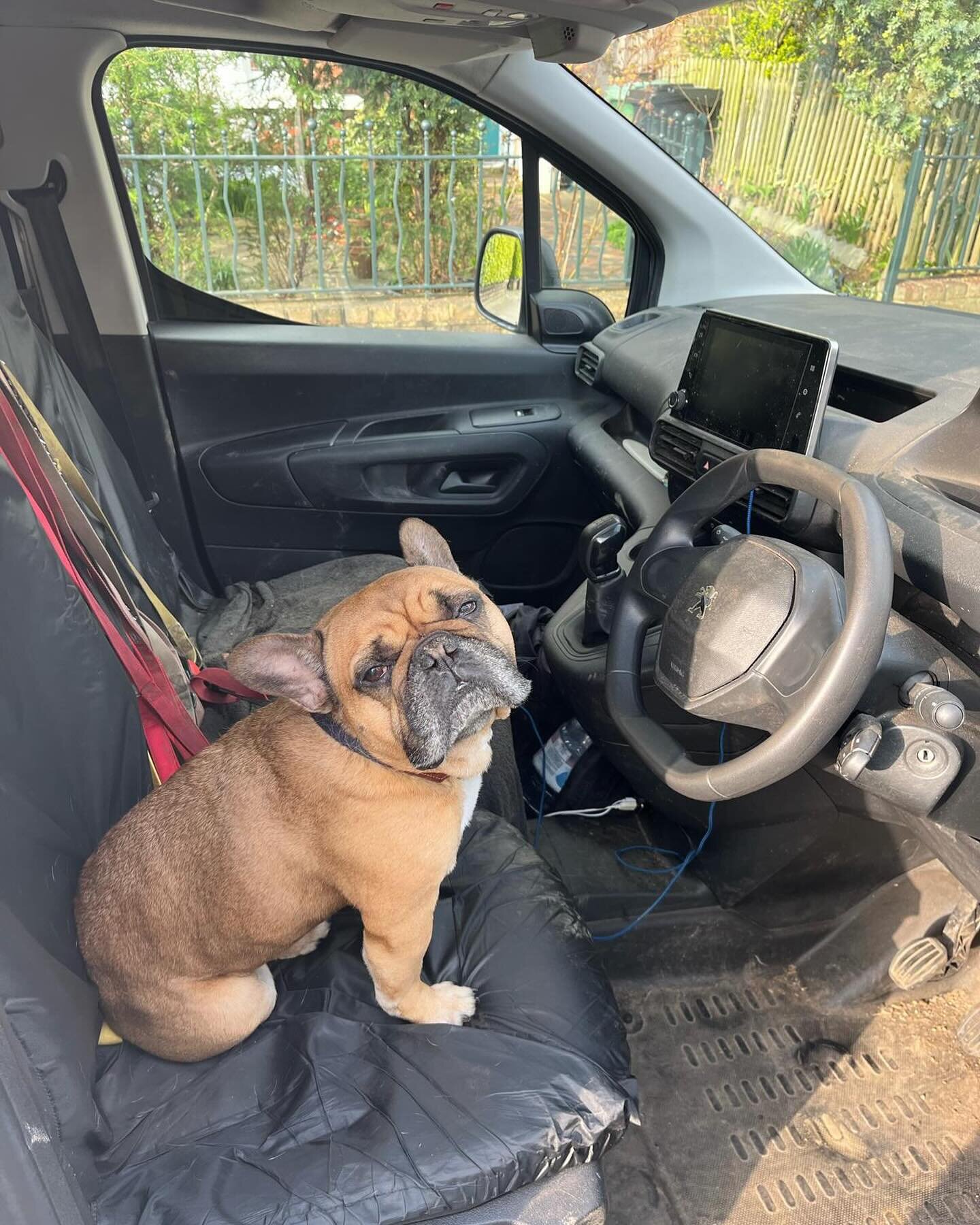 Josh was good enough to find us the perfect replacement!! Wishing him huge thanks and all the best as he focuses on his studies as a trainer.
📸Josh 

#tomthatdogguy #frenchbulldog #dogsdriving