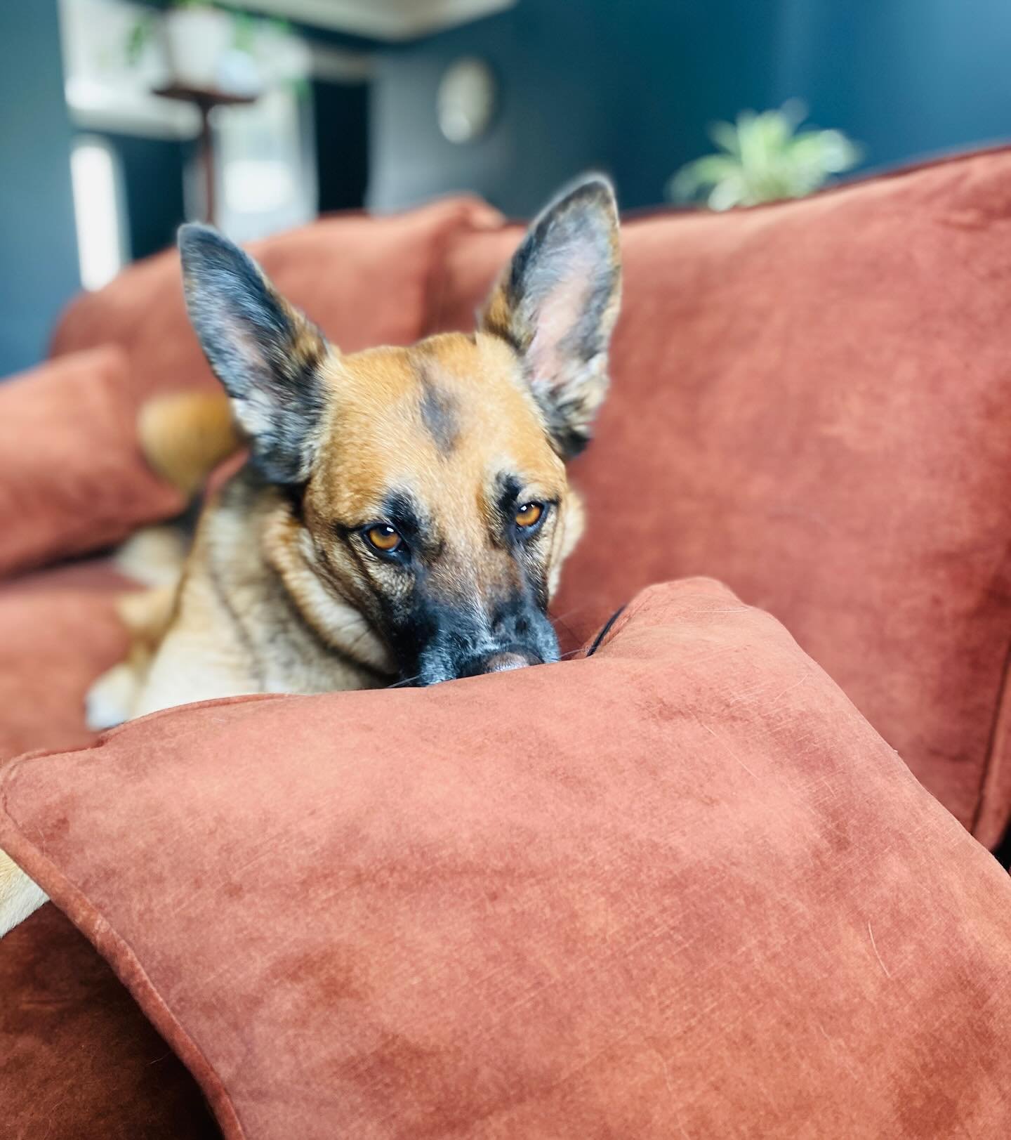 Oi! I might be some savage from the streets and I maybe very good at finding your keys and other jobs but Can't I just be a model.... ? What da ya think...? #rescue #tomthatdogguy #germanshepherd #dogmodel