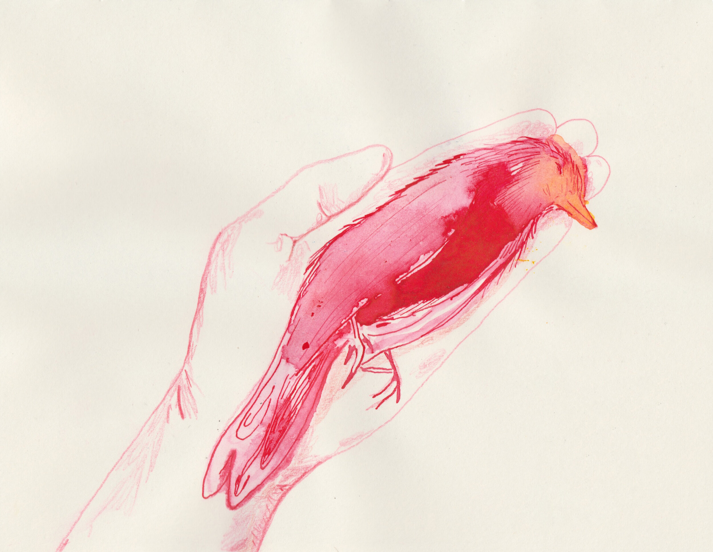 8 -Drawing request - A Bird.jpg