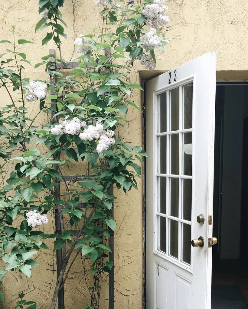 lilacs at the studio