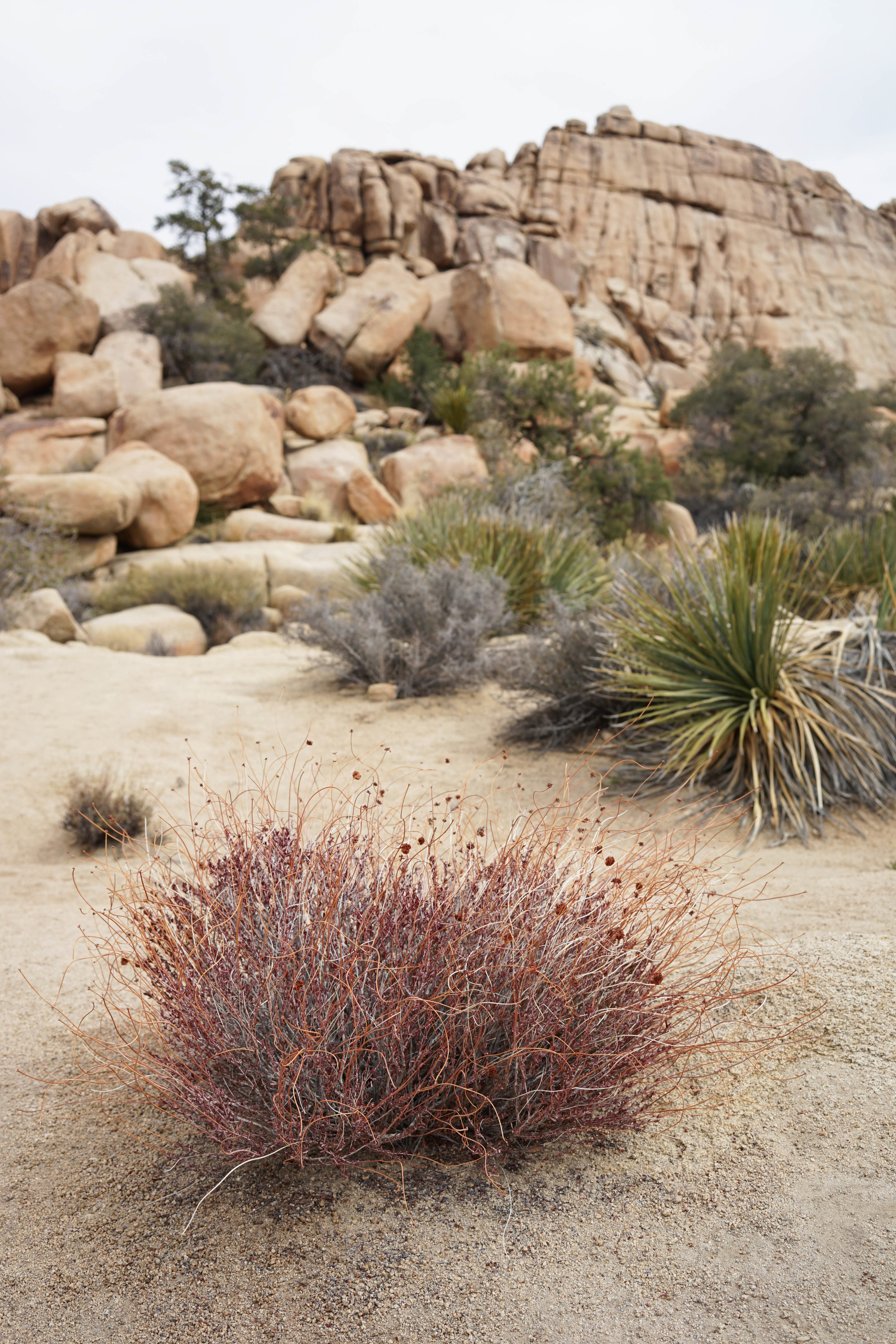 Odette | Travel Edit: Joshua Tree 