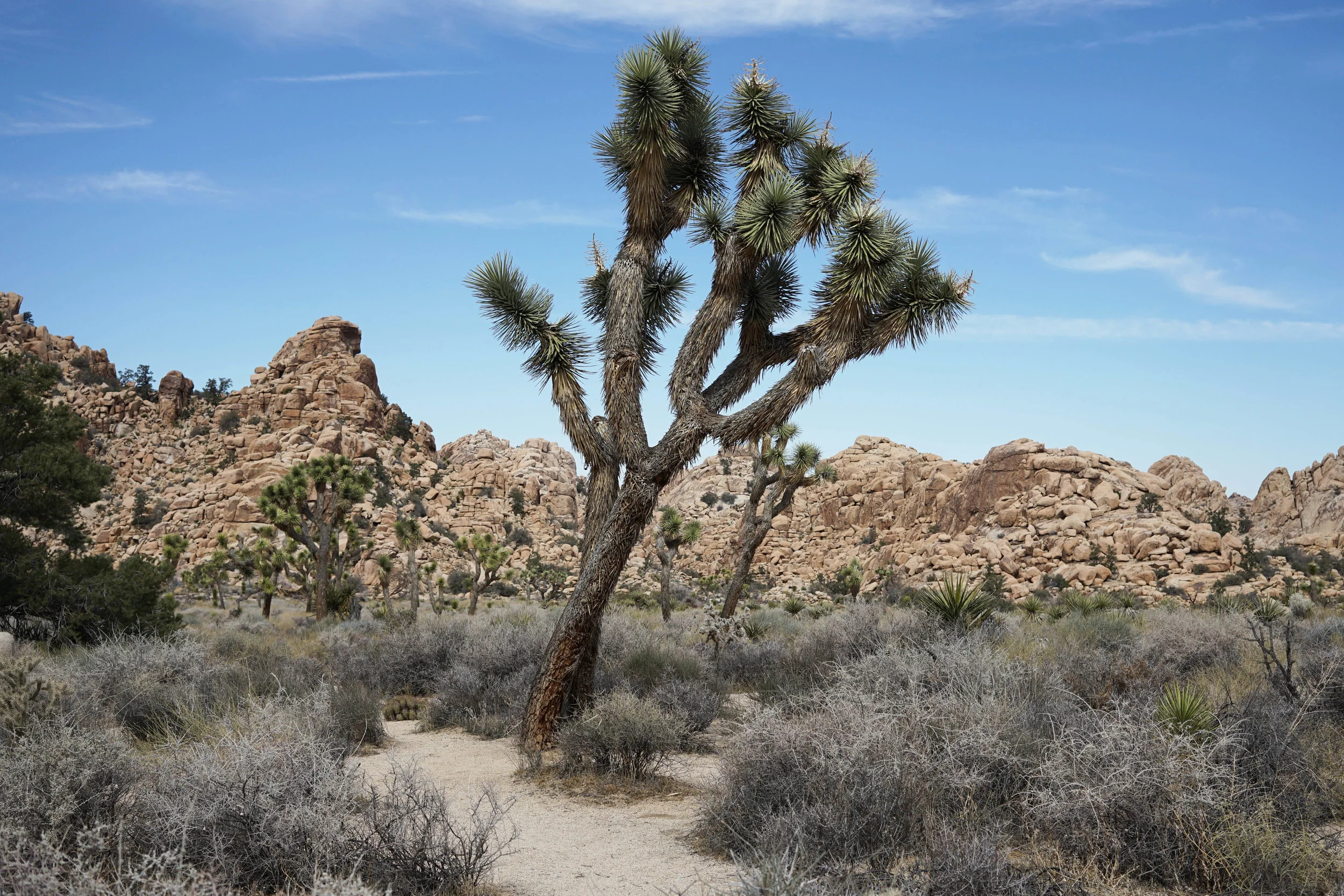 Odette | Travel Edit: Joshua Tree