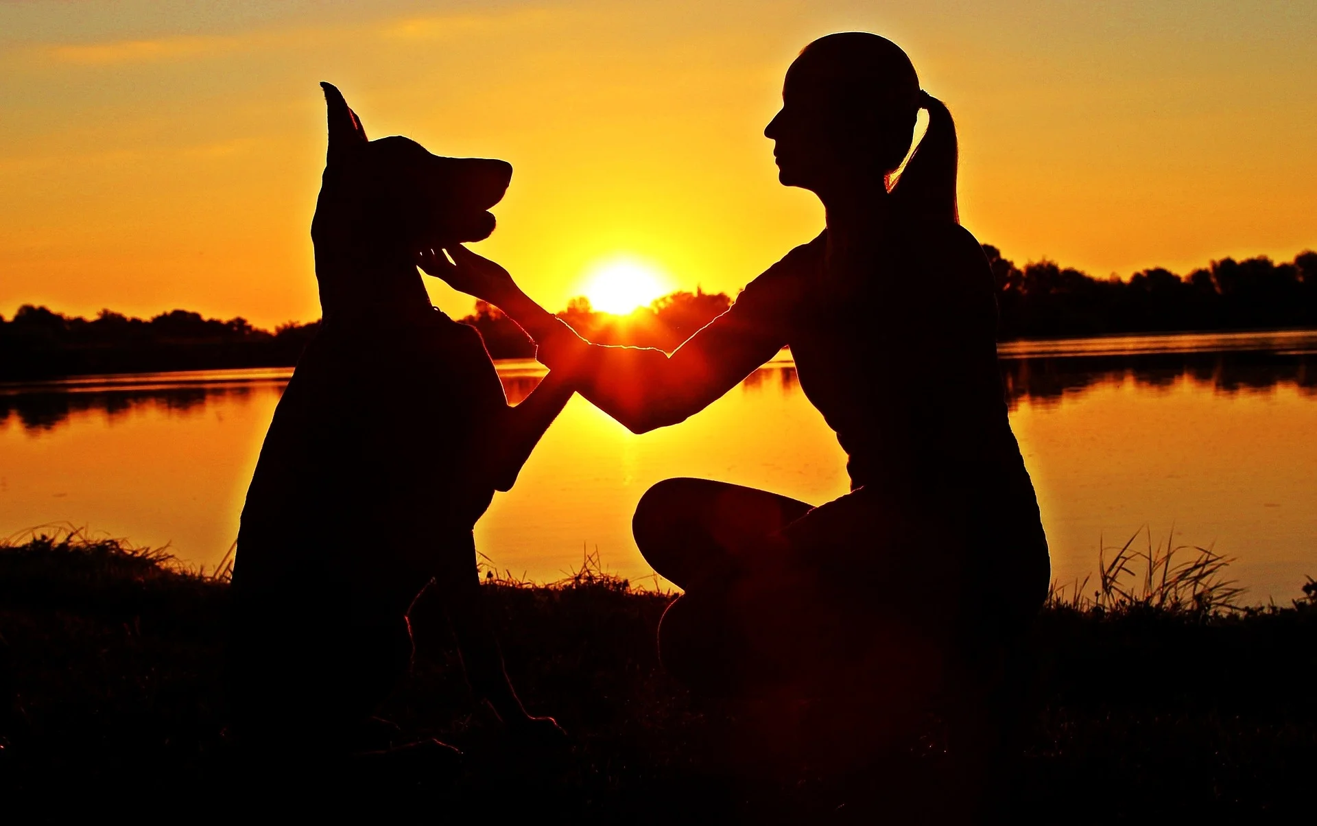 doberman-2390632_1920.jpg