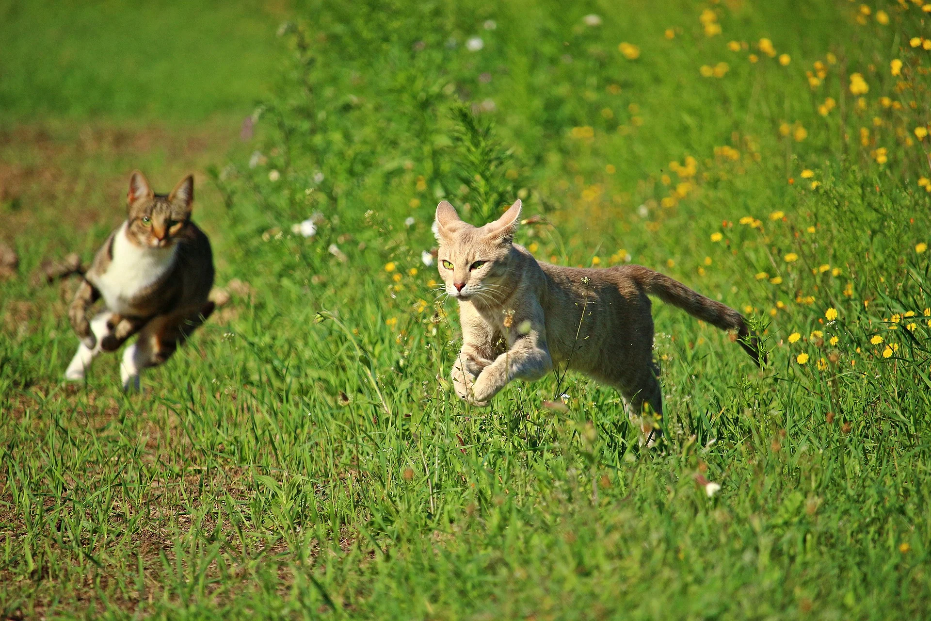 cat-2615700_1920.jpg