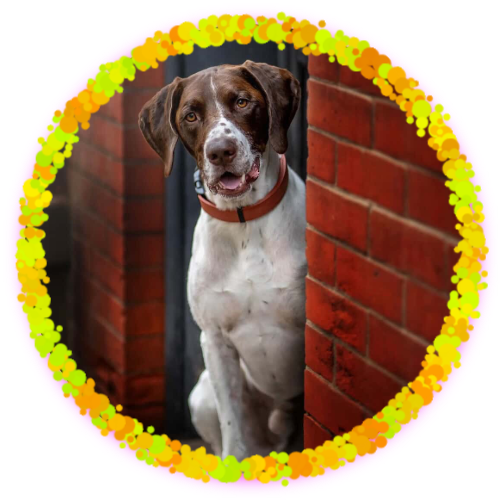 HANK, the working GSP