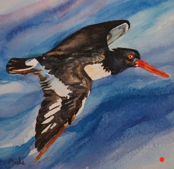 Oyster Catcher in Flight, Watercolor, 9.5Hx9.5W, SOLD