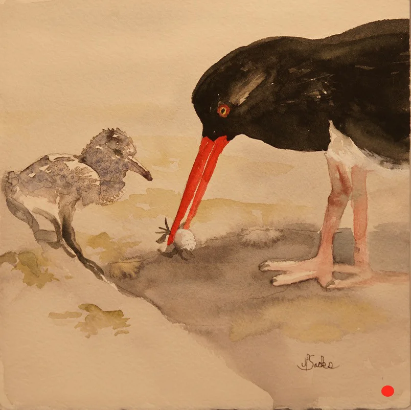 Oyster Catcher Feeds Chick, Watercolor, 9.5Hx9.5W, SOLD
