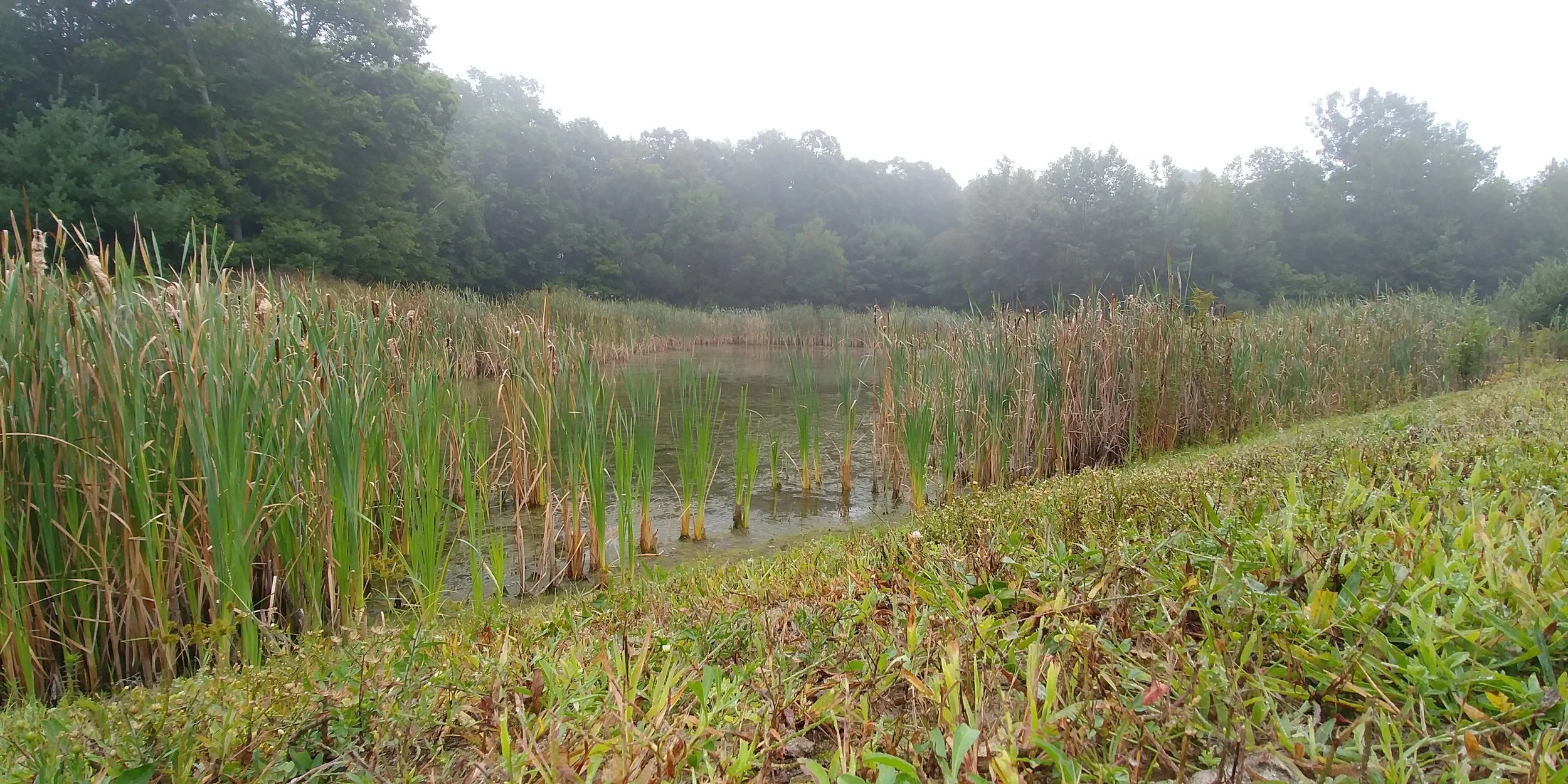 This is a place where frogs might live. It was also foggy when I took the picture, so that makes it mysterious.
