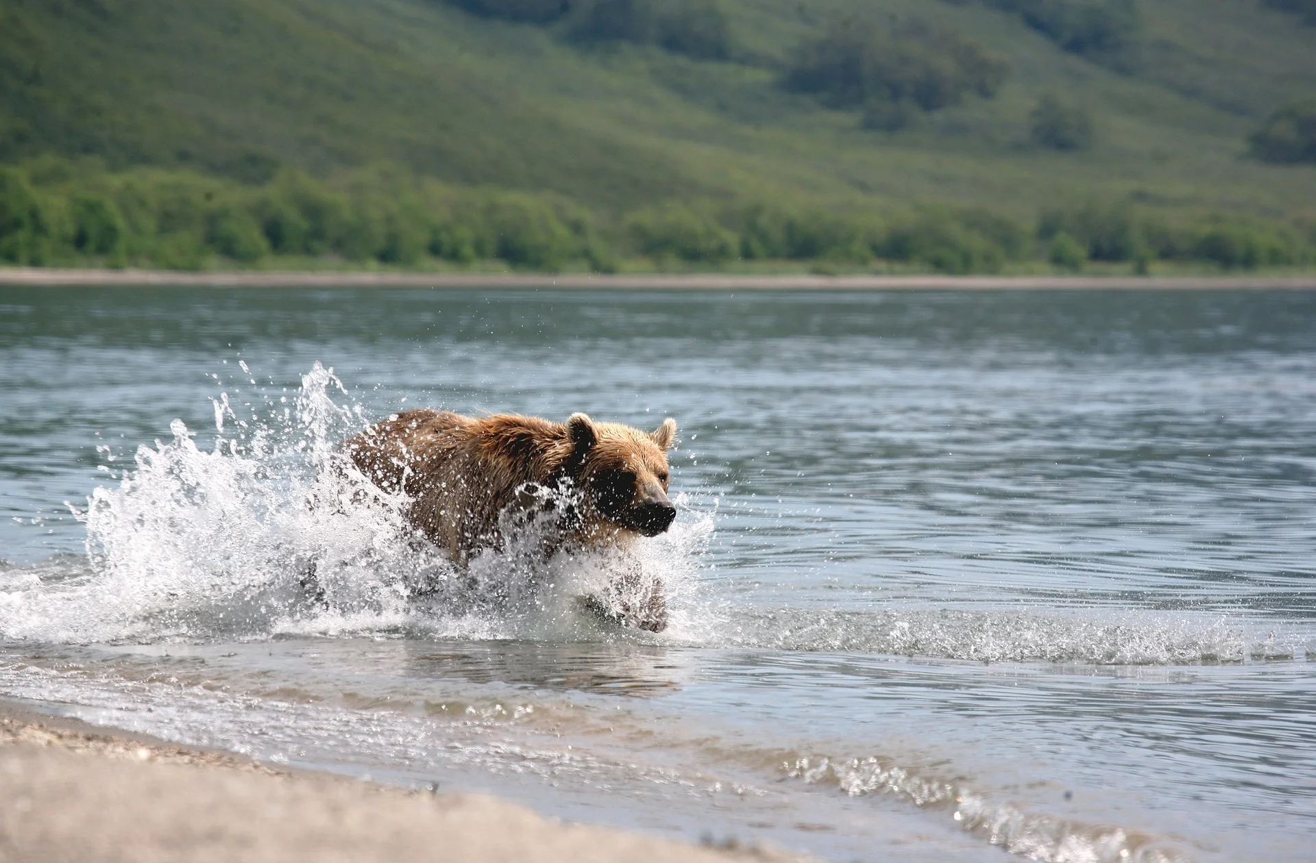 This is a picture of a bear in a lake. It's not Bear Lake, but it's close enough. Courtesy of pixabay.com