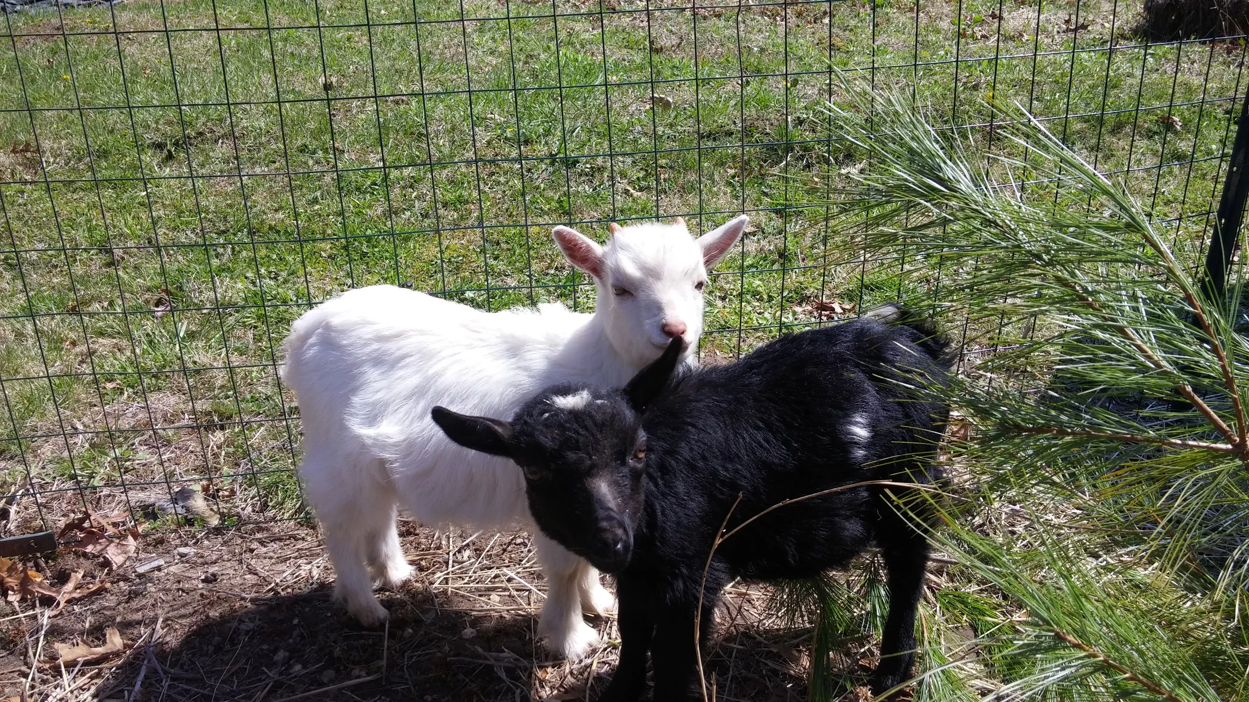 Episode 204 - An Old Goat