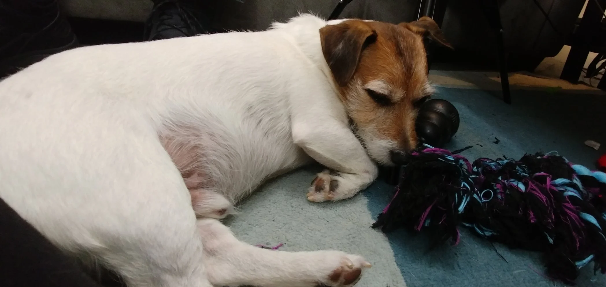 A little something to help with all the feels in this post, Teddy dog and his toys.