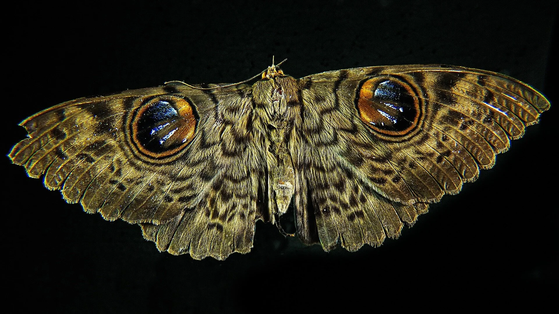 moth-195882_1920.jpg