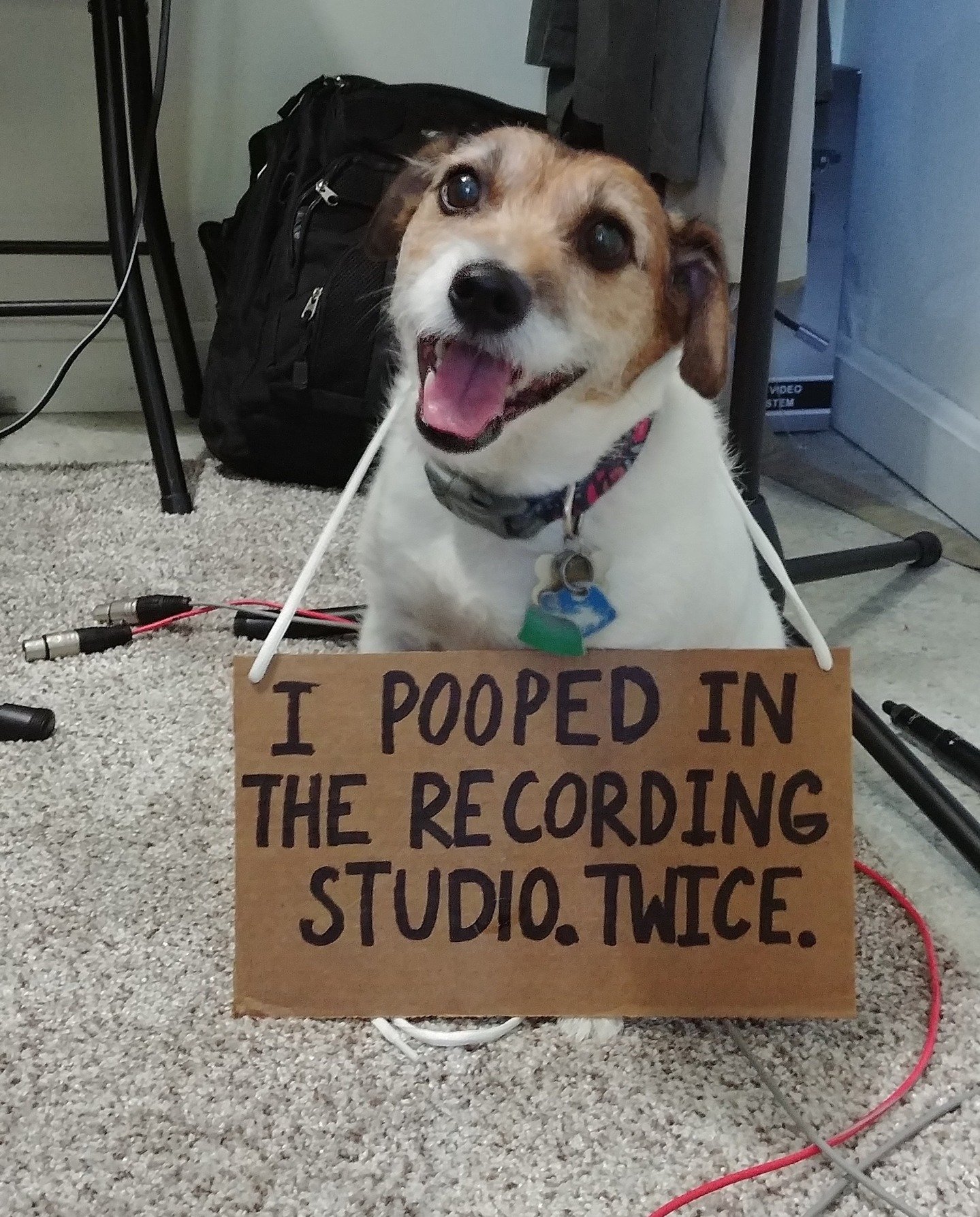 It is with a heavy heart that I write this, but we had to say goodbye to our best friend, our mascot, and the most important member of the team, Teddy. He was an angel, a terror, and everything in between. We were grateful to have so many years and a