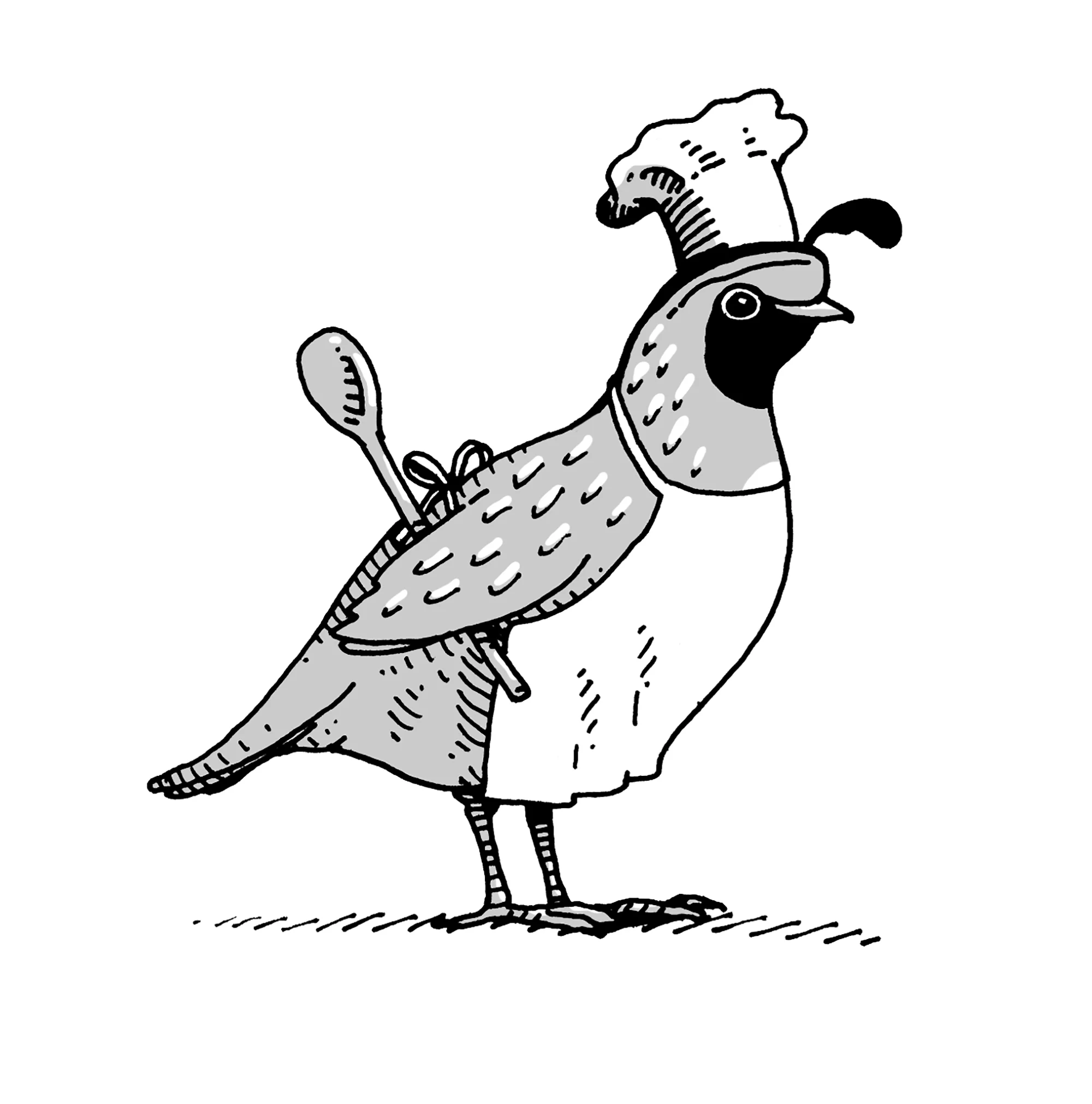 Quail from "Animalphabet, an ABC in 26 Creatures" - pen and ink