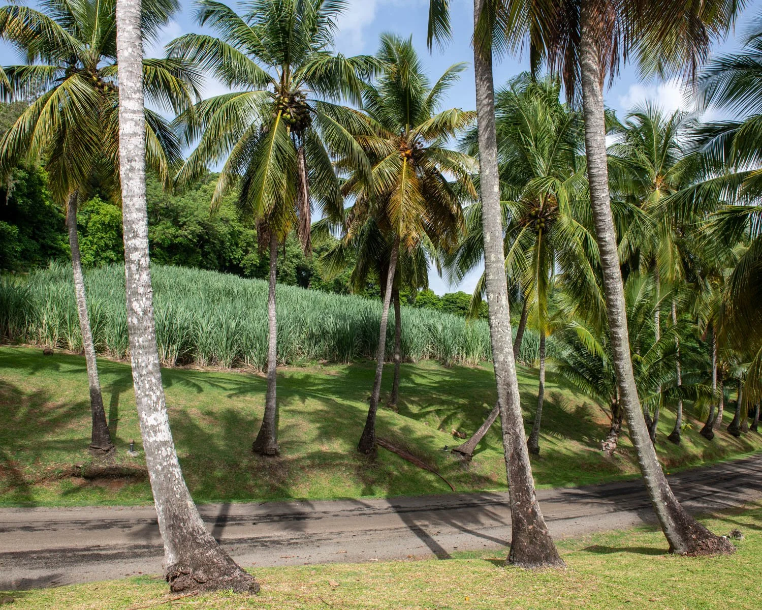 Entrepot_Martinique-12.jpg