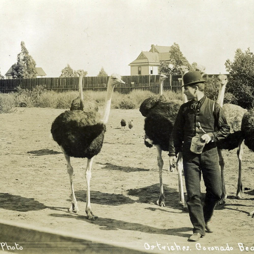 Coronado_Ostrich_Ancestry_Agency.jpg