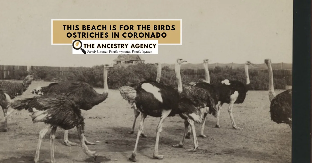 Ostrich_Coronado_Ancestry_Agency.jpg