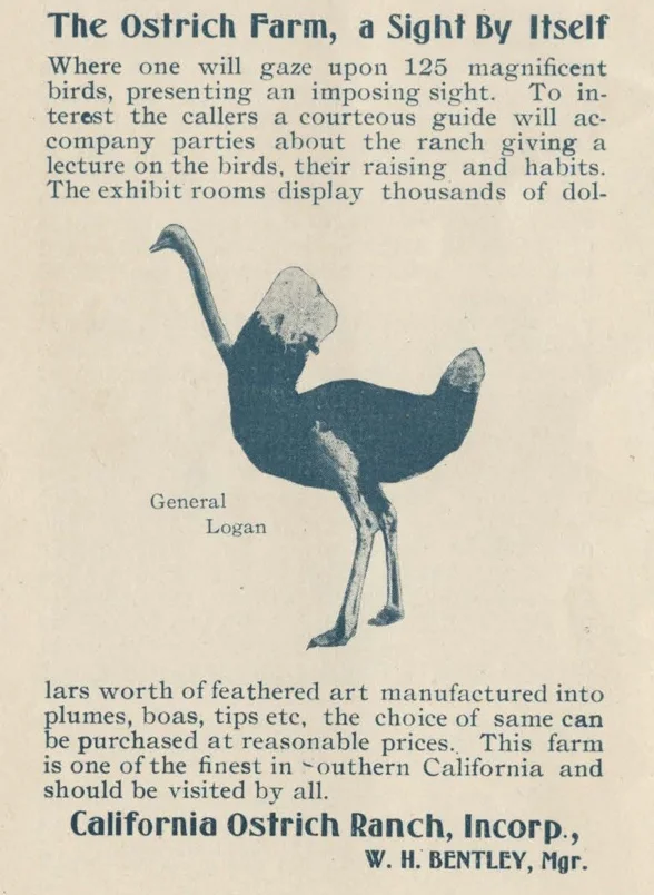 Ostrich_Coronado.jpg