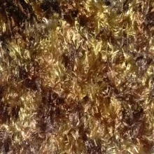 5-browns-220x220.jpg