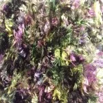 5-purple-150x150.jpg