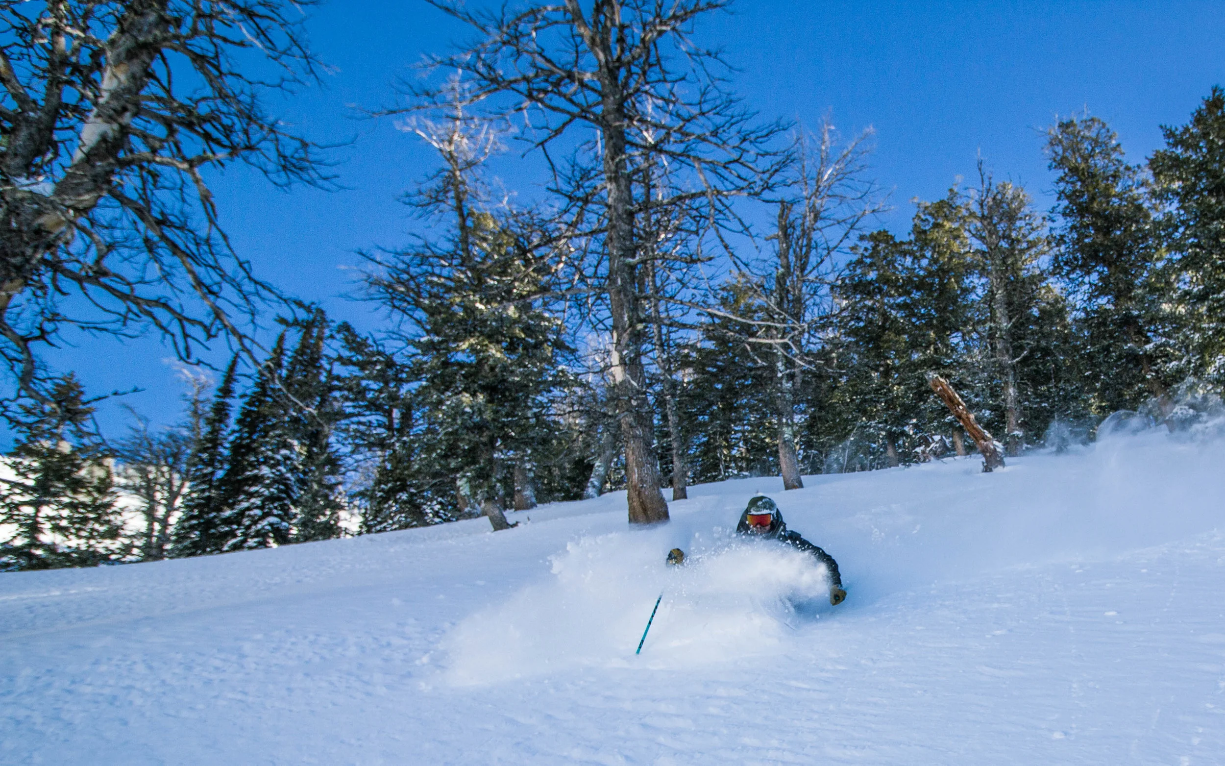 Snowshoe 12-24.jpg