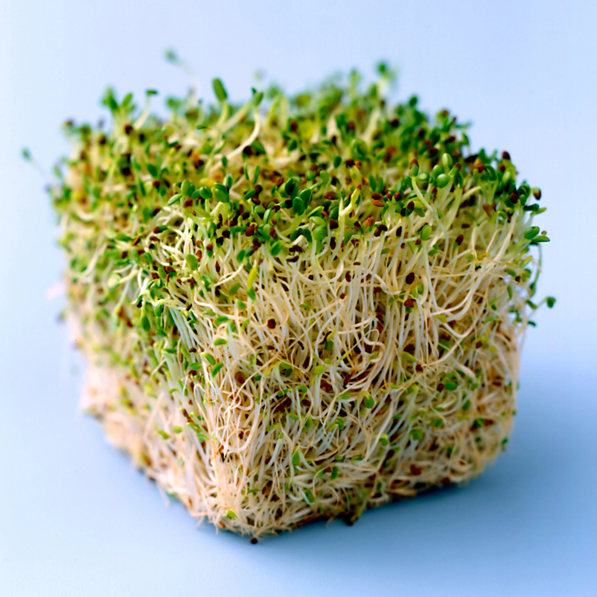 sprouts.jpg