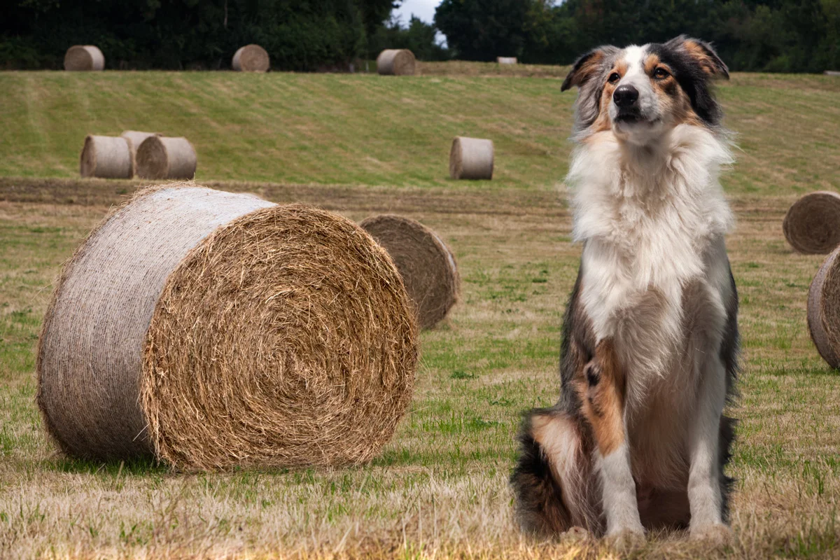 Doggie3.jpg