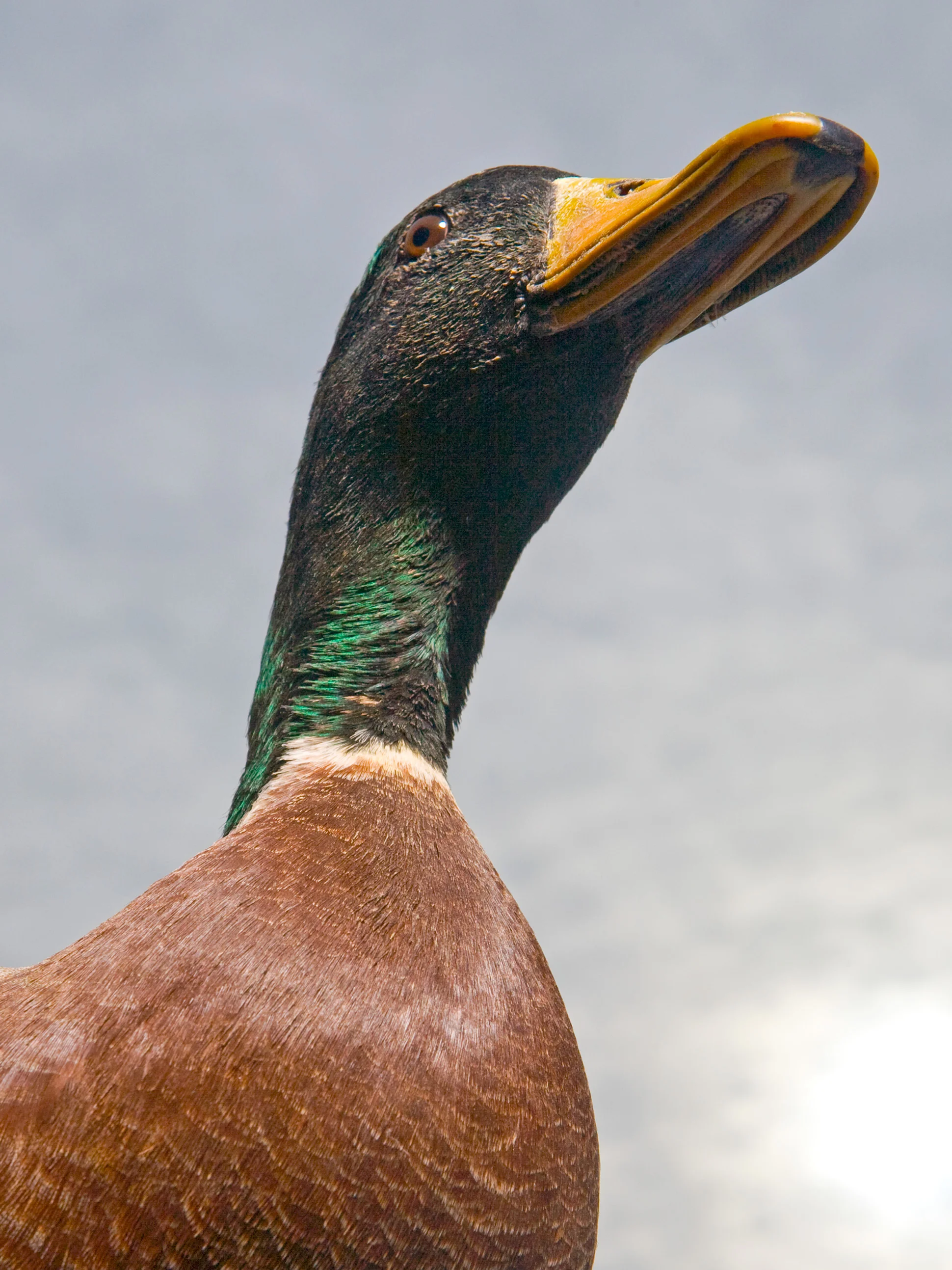 20080605-f1135.jpg