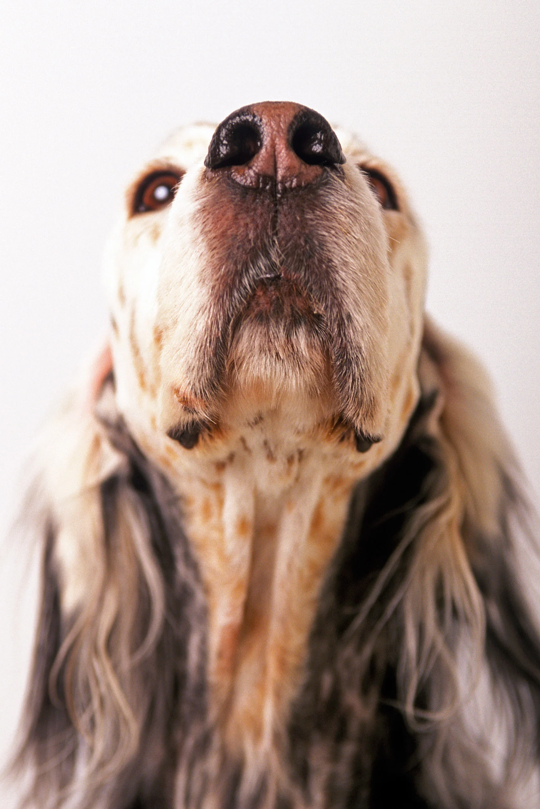 english-setter2.jpg