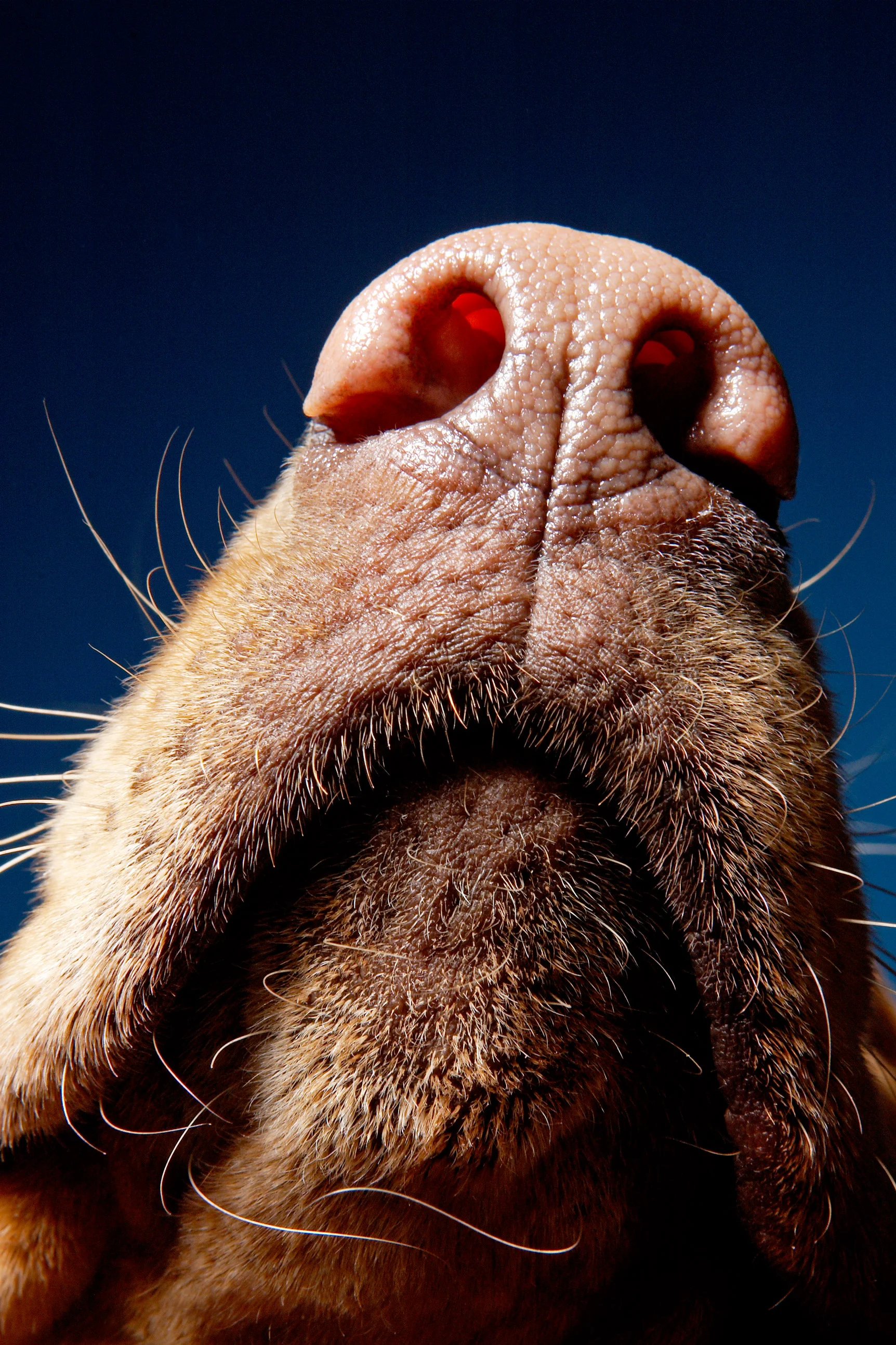 nose.jpg