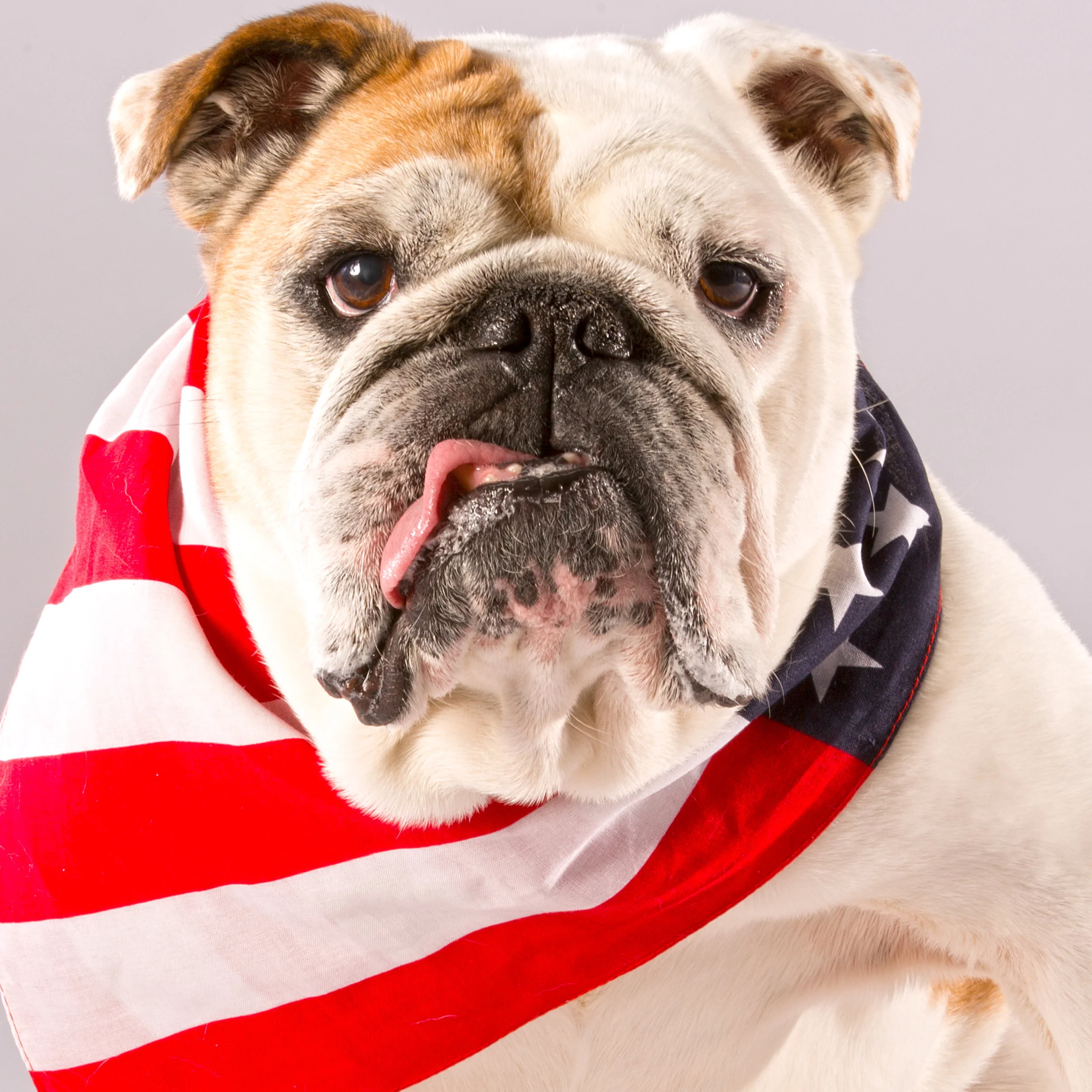 Matilda_Shot1_AmericanDog_3507.jpg