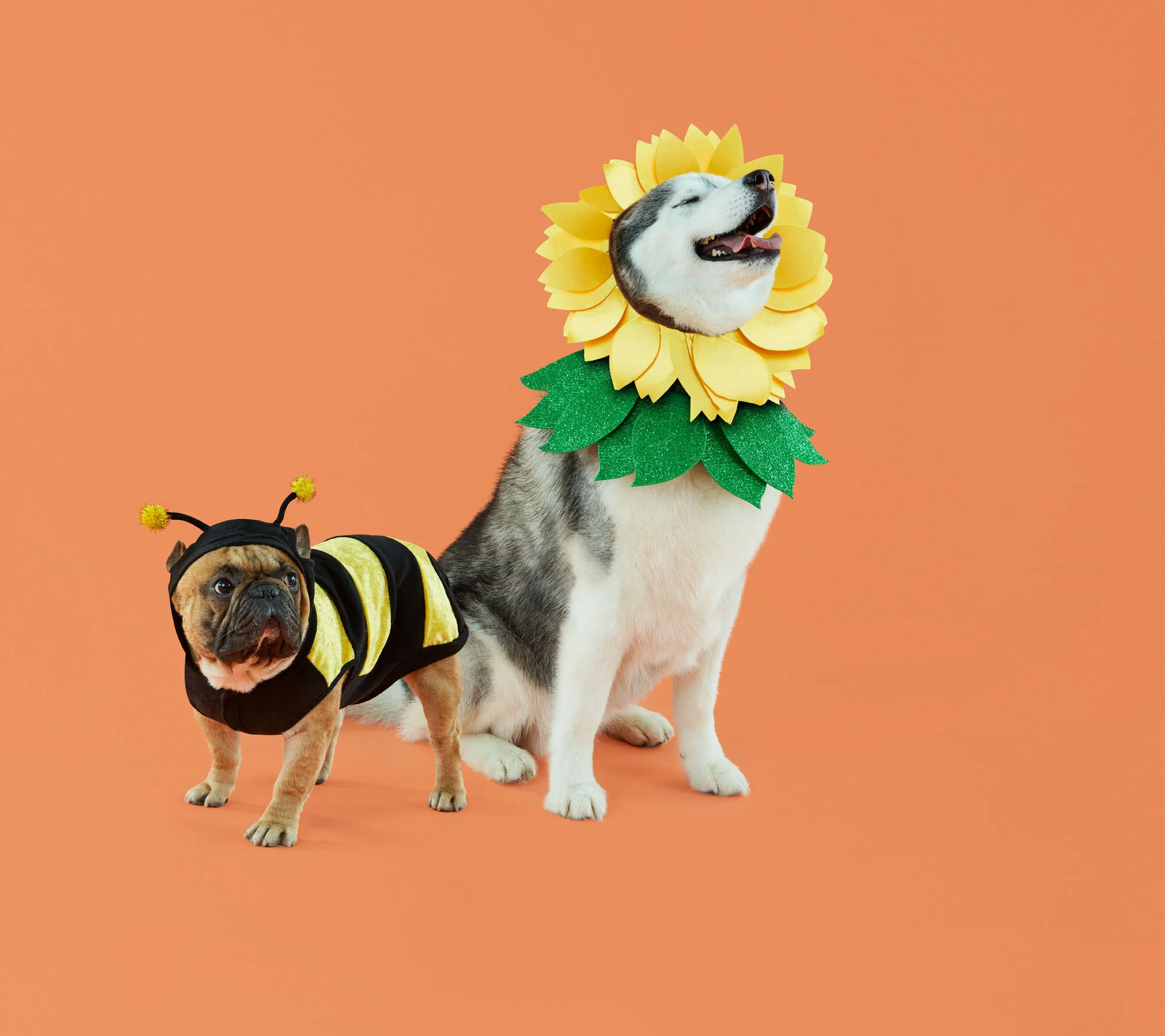 C-001088-01-056_09Wk1_PetsHalloween_SB_Dogs.jpg