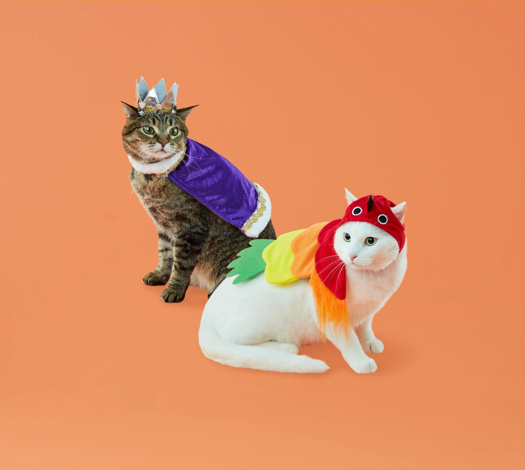 C-001088-01-056_09Wk1_PetsHalloween_SB_Cats.jpg