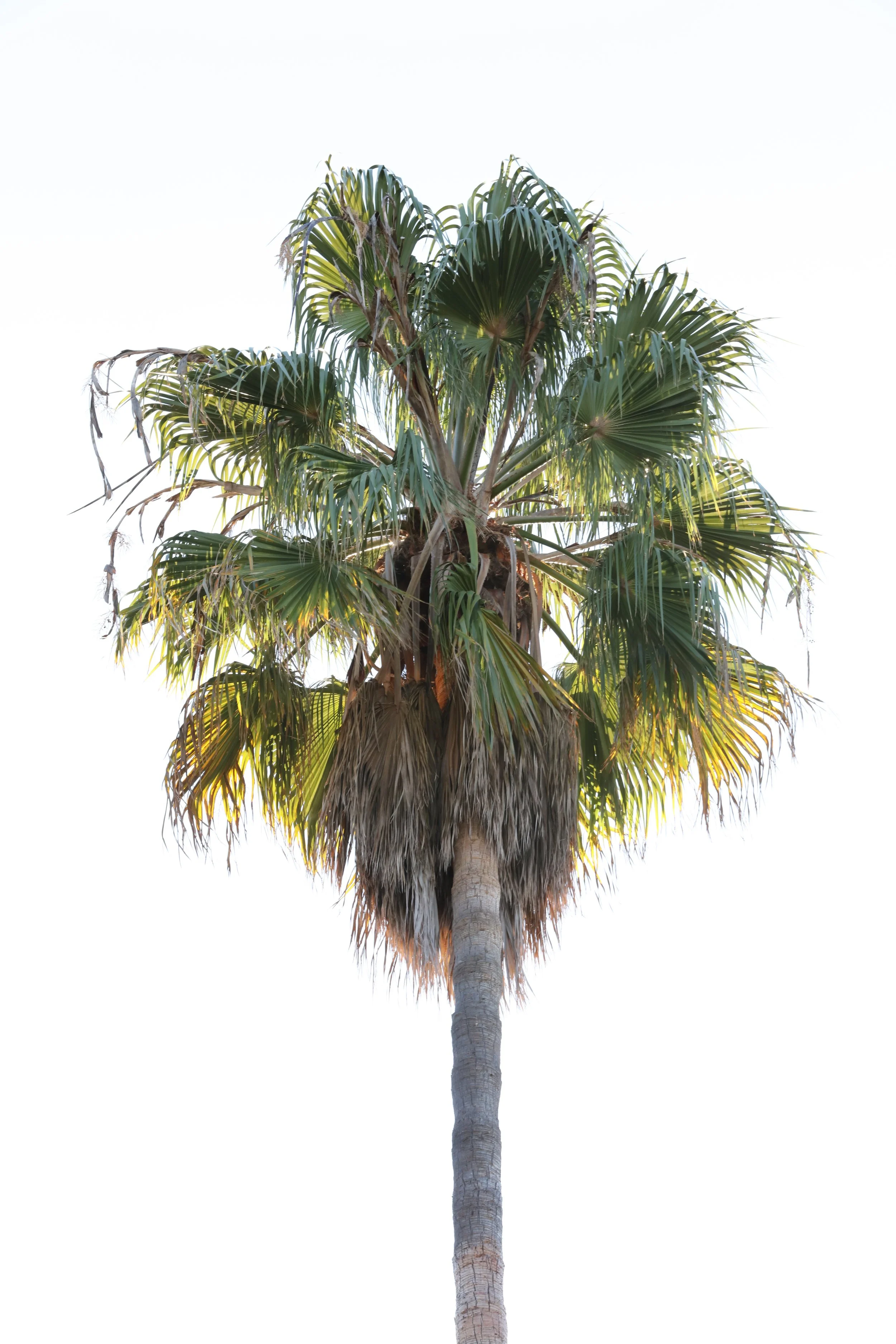 010618_SyncLyte_004.JPG